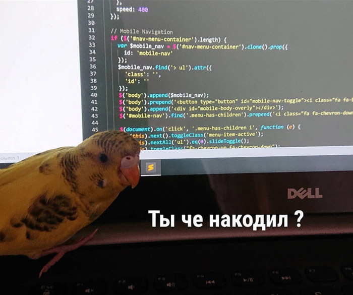 Ты че накодил?